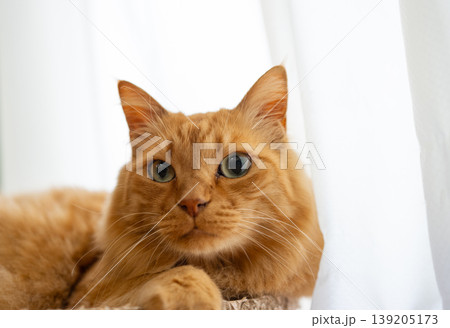 窓辺でくつろぐ可愛い猫　茶トラ猫 139205173
