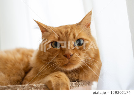 窓辺でくつろぐ可愛い猫 茶トラ猫 窓辺でくつろぐ可愛い猫 茶トラ猫 139205174