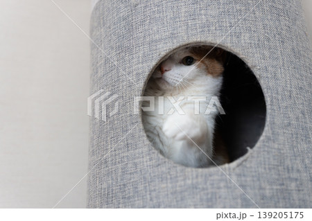 キャットタワーから顔を出す猫 茶トラ白 キャットタワーから顔を出す猫 茶トラ白 139205175