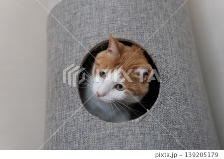 キャットタワーから顔を出す猫 茶トラ白 キャットタワーから顔を出す猫 茶トラ白 139205179