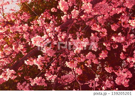 夕桜 夕桜 139205201