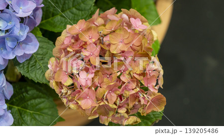 International Flower Exhibition International Flower Exhibition 139205486