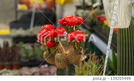 International Flower Exhibition International Flower Exhibition 139205499