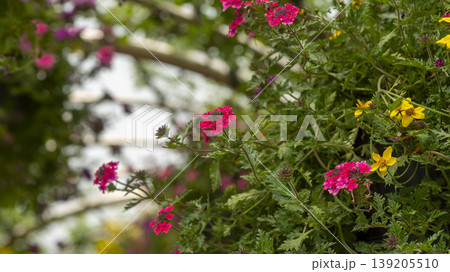 International Flower Exhibition International Flower Exhibition 139205510