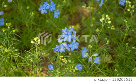 International Flower Exhibition International Flower Exhibition 139205515