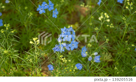 International Flower Exhibition International Flower Exhibition 139205516