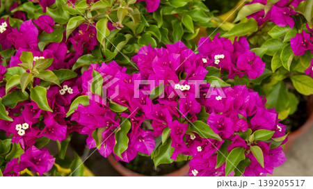 International Flower Exhibition 139205517