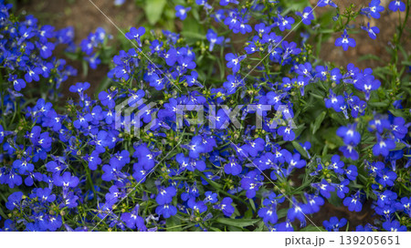 International Flower Exhibition International Flower Exhibition 139205651