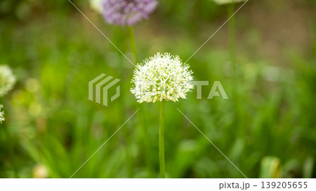 International Flower Exhibition International Flower Exhibition 139205655
