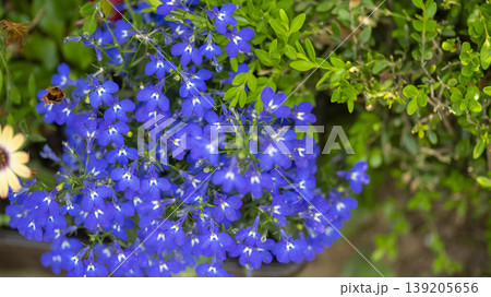 International Flower Exhibition International Flower Exhibition 139205656