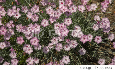 International Flower Exhibition International Flower Exhibition 139205683