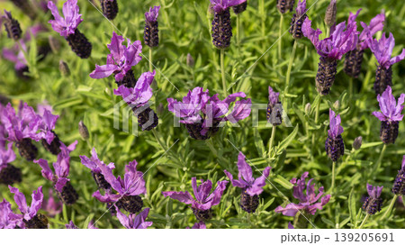 International Flower Exhibition 139205691