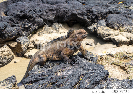 Marine iguana on rocks at Puerto Villamil beach, Galapagos, Ecuador 139205720