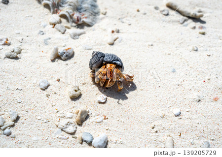 Hermit crab on a white sand beach in Maupiti, French Polynesia Hermit crab on a white sand beach in Maupiti, French Polynesia 139205729