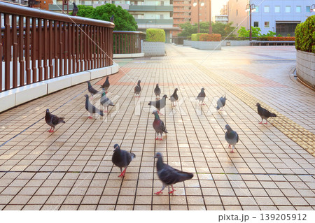 街中のハト 街中のハト 139205912