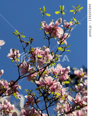 Blooming saucer magnolia canopy against clear blue sky with branching silhouettes. Spring flowering, ornamental tree crown, urban botany, seasonal growth, and natural architecture. Blooming saucer magnolia canopy against clear blue sky with branching silhouettes. Spring flowering, ornamental tree crown, urban botany, seasonal growth, and natural architecture. 139205944