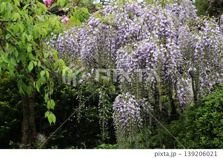 咲き誇る満開の藤の花 咲き誇る満開の藤の花 139206021