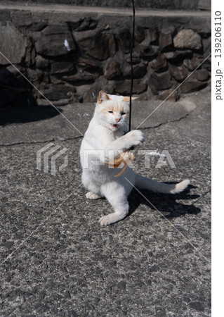 おもちゃで遊ぶ可愛い野良猫 139206110