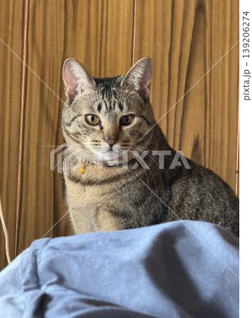 室内でくつろぐキジトラ猫 139206274
