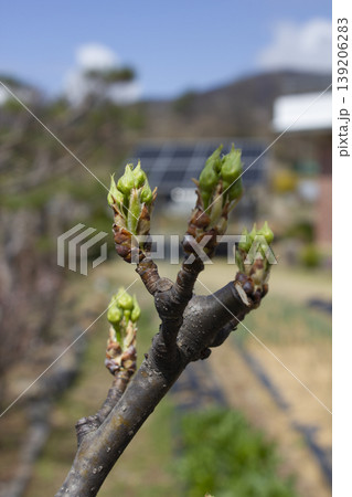 It is a pear tree flower bud. 139206283
