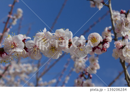 Apricot flower on nature background 139206284