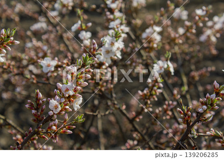 Pink cherry blossom(Cherry blossom, korean cherry) on the Nanking cherry tree. Pink cherry blossom(Cherry blossom, korean cherry) on the Nanking cherry tree. 139206285