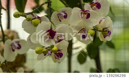 Western orchids 139206298