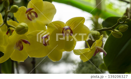 Western orchids Western orchids 139206327
