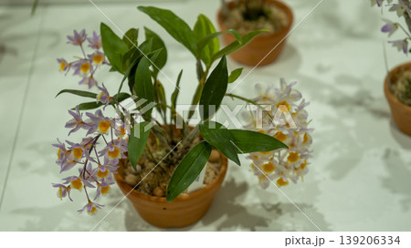 Western orchids 139206334