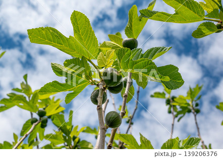 Green figs fruit hanging on the branch of a fig tree, ficus carica Green figs fruit hanging on the branch of a fig tree, ficus carica 139206376