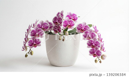 Pink and purple speckled orchids in a white pot with blooming speckled arrangement botanical interior decoration tropical fragrant delicate graceful greenhouse lifestyle wellness 139206384