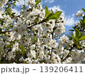 Cherry blossom branches with white flowers and green leaves. Spring growth, orchard pollination, plant reproduction, botanical texture, fruit tree cultivation, and natural seasonality. 139206411