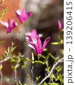 Magnolia tree with pink blossoms and young leaves on branches with soft background blur. Spring flowering, ornamental tree, botanical detail, garden planting and seasonal awakening. 139206415