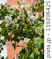 White lilac flowers on Syringa vulgaris branches with green leaves in bright sunlight near building facade. Spring bloom, fragrance plant, garden shrub, ornamental growth and seasonal renewal. 139206425