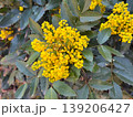 Mahonia aquifolium shrub with yellow inflorescence and spiny green leaves in natural garden setting. Botanical structure, evergreen foliage, spring flowering, ornamental planting and landscape 139206427