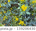 Mahonia aquifolium shrub with yellow inflorescence and spiny green leaves in natural garden setting. Botanical structure, evergreen foliage, spring flowering, ornamental planting and landscape 139206430