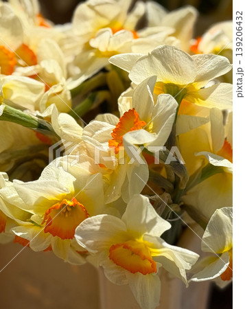 Cream daffodil bouquet with orange trumpets in close sunlight at a flower stall. Spring bloom, narcissus detail, floral retail, petal texture, seasonal decoration and market freshness. Cream daffodil bouquet with orange trumpets in close sunlight at a flower stall. Spring bloom, narcissus detail, floral retail, petal texture, seasonal decoration and market freshness. 139206432