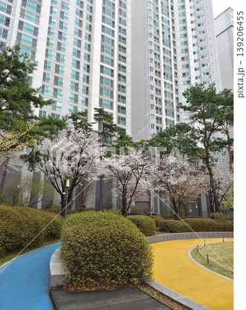 It is an outdoor park where cherry blossoms are in bloom. It is an outdoor park where cherry blossoms are in bloom. 139206455