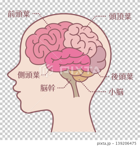 腦區名稱及側視圖（附輪廓線） 139206475