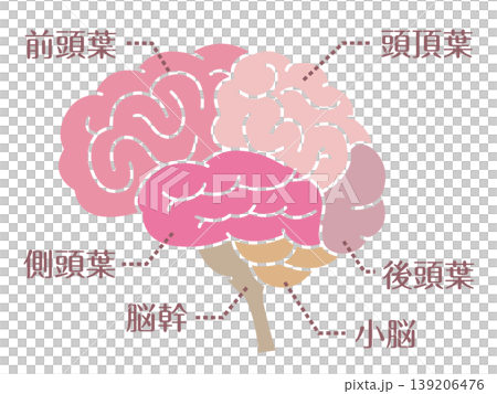 大腦區域示意圖及名稱（無輪廓線） 139206476
