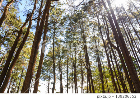 Pine tree forest with sunlight and natural landscape. Look overhead at many pine trees with clean sky background. 139206552