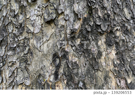 Texture of old tree bark. Natural treecreeper background. Texture of old tree bark. Natural treecreeper background. 139206553
