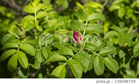 Rose of Sharon Rose of Sharon 139206739