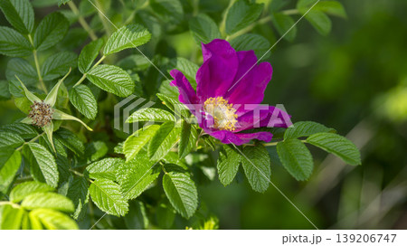 Rose of Sharon 139206747