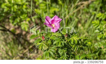 Rose of Sharon Rose of Sharon 139206750