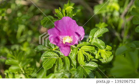 Rose of Sharon 139206752
