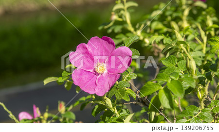 Rose of Sharon Rose of Sharon 139206755