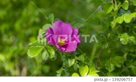 Rose of Sharon 139206757