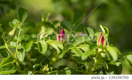 Rose of Sharon Rose of Sharon 139206760
