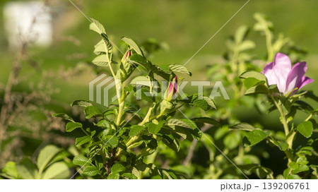 Rose of Sharon Rose of Sharon 139206761